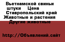 Вьетнамской свиньи 4 штуки  › Цена ­ 9 000 - Ставропольский край Животные и растения » Другие животные   